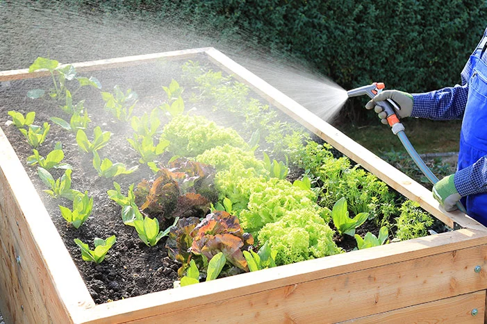 Person gießt Hochbeet mit Schlauch