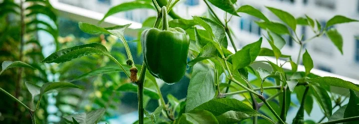 Grüne Paprika an Pflanze