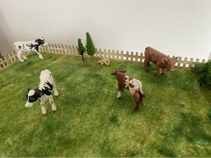 Vier Kälber auf einer Weide