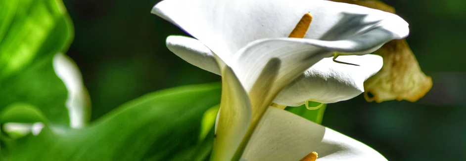 Weiße Lilienblüten