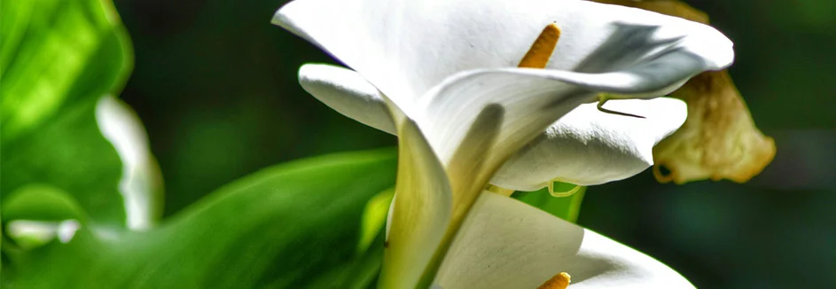 Garten-Callas gieen & pflegen: So geht's!