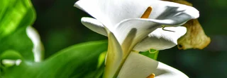 Garten-Callas gieen & pflegen: So geht's!