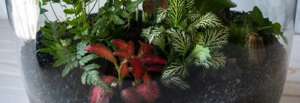 Pflanzen in einem Glasgefäß.