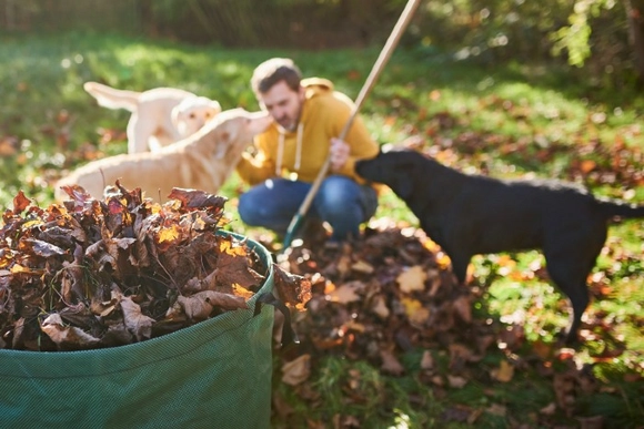 Eine Person harkt mit einem Rechen Laub, umgeben von drei Hunden.