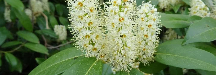 Weiße Blüten an einem Kirschlorbeer.