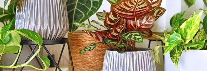 Verschiedene Zimmerpflanzen in Töpfen