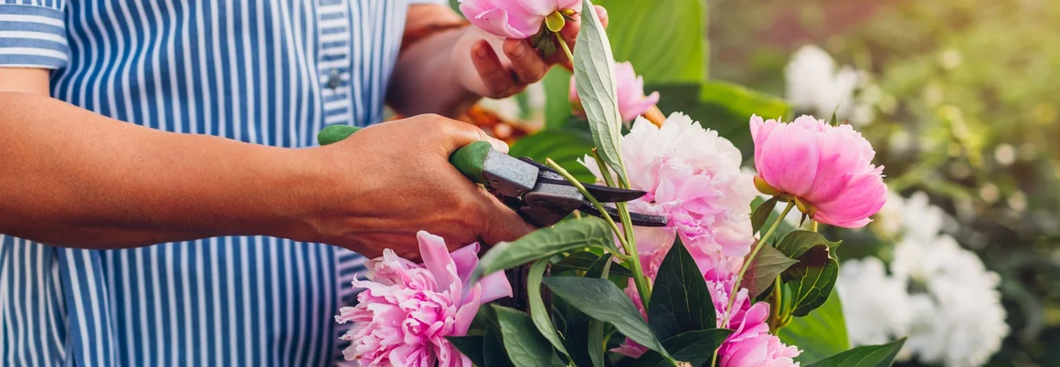 Person schneidet Pfingstrosen mit Gartenschere
