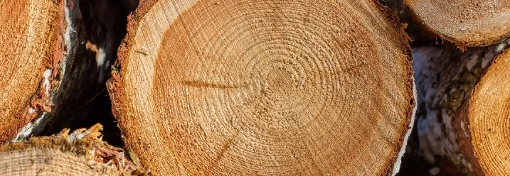 Stapel frisch geschnittener Baumstämme