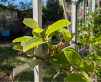 Junge Kiwi-Pflanze an Holzgerüst