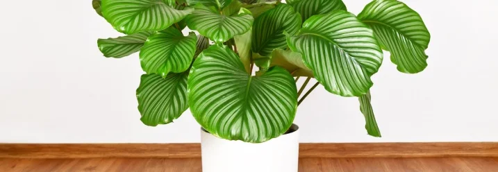 Große Grünpflanze in weißem Topf