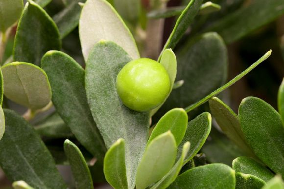 Olivenpflanze