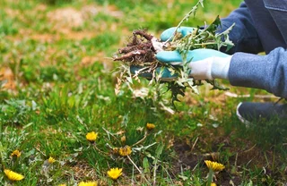 Rasen mulchen fr ein sattes Grn im Garten