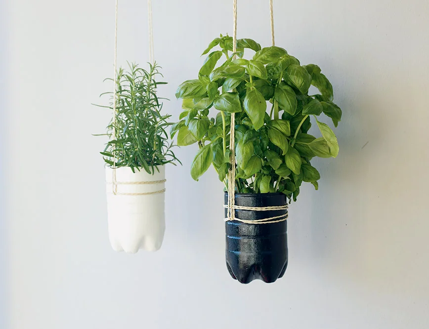 Zwei Kräuter in Hängetöpfen