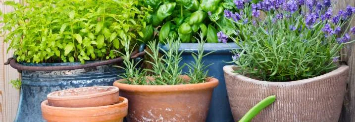 Kräuter in Töpfen, Gartenschere