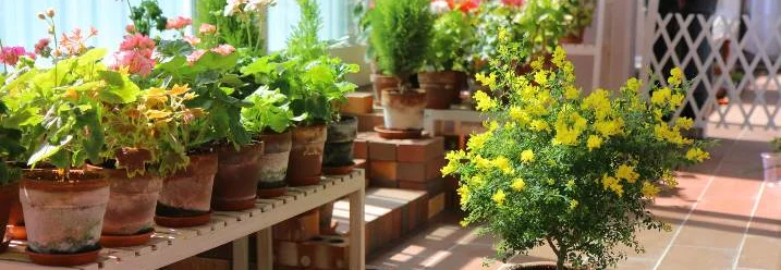 Blühende Topfpflanzen im Wintergarten