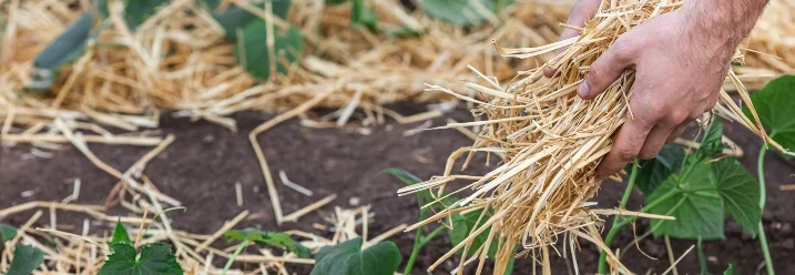 Hände verteilen Stroh zwischen jungen Pflanzen.
