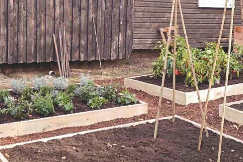 Person stellt Bambusstangen in Gartenbeet