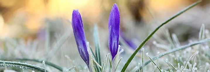 Zwei lila Krokusse im Raureif