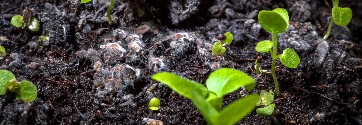 Keimlinge in Erde mit Schimmel