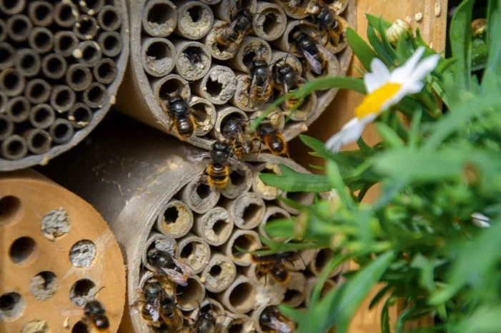 Bienenhotel mit Wildbienen