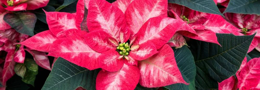 Ein Weihnachtsstern mit rot-weiß gemusterten Hochblättern.