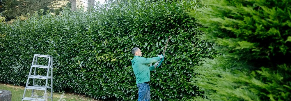 Person schneidet Hecke mit Heckenschere