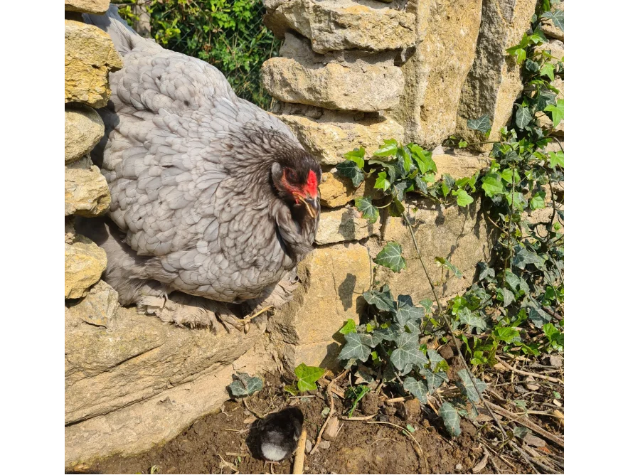 Graues Huhn sitzt an Steinmauer