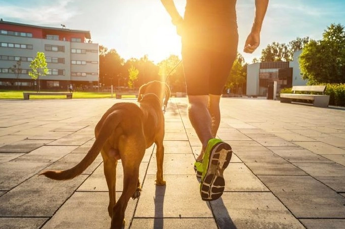 Eine Person joggt mit einem Hund an der Leine in der Abendsonne.