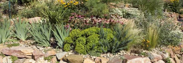 Steingarten mit blühenden Pflanzen