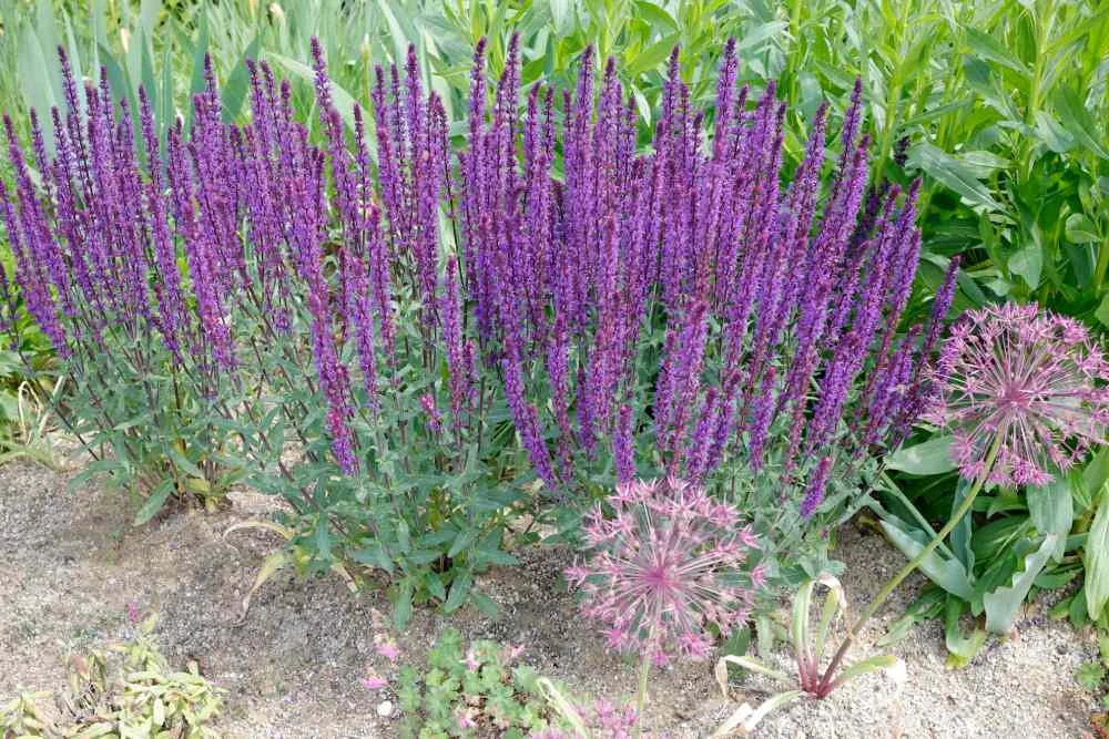 Blühender Steppensalbei und Zierlauch in einem Gartenbeet.