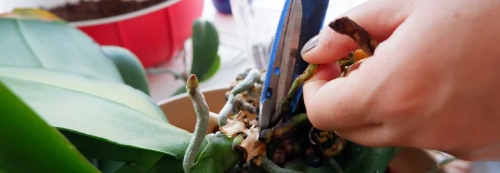 Person schneidet Wurzeln mit Schere