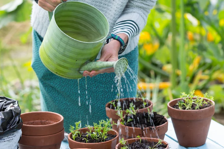 Person gießt Setzlinge mit Gießkanne