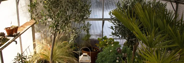 Pflanzen in einem Gewächshaus