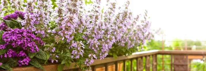 Blühende Pflanzen auf einem Balkon