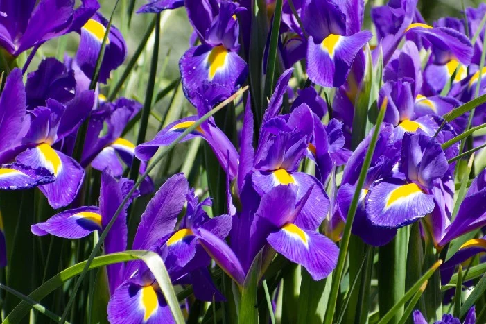 Lila Schwertlilien mit gelben Akzenten