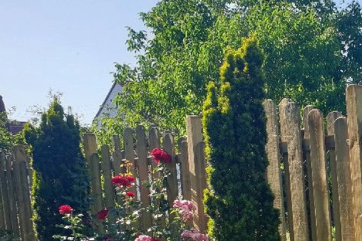 Gartenzaun mit Rosen und Koniferen