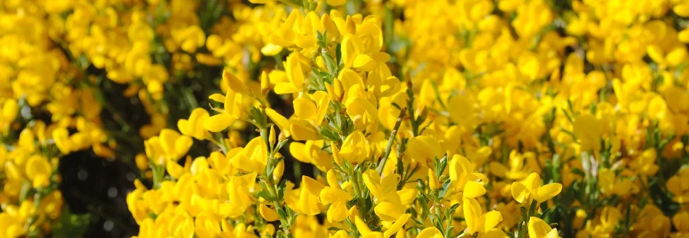 Ein Strauch voller gelber Blüten.