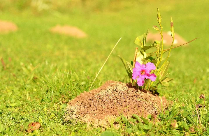 Rosa Blume an einem Maulwurfshügel