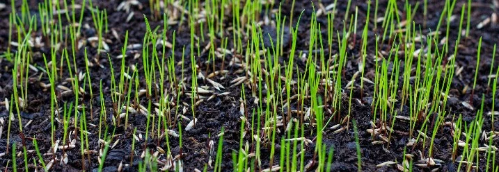 Frisch eingesäter Rasen mit sprießenden Gräsern