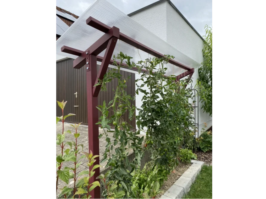 Tomatenpflanzen an einem Holzgerüst