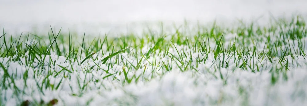 Frost auf dem Rasen.
