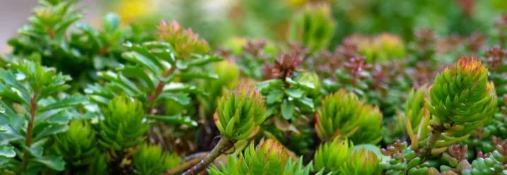 Sedum-Vegetationsmatte für die Dachbegruenung