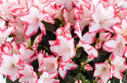 RT Rhododendron weiss 19 27 717x467