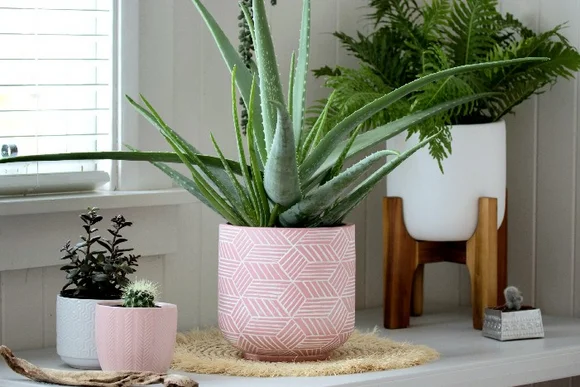 Drei Sukkulenten in Töpfen