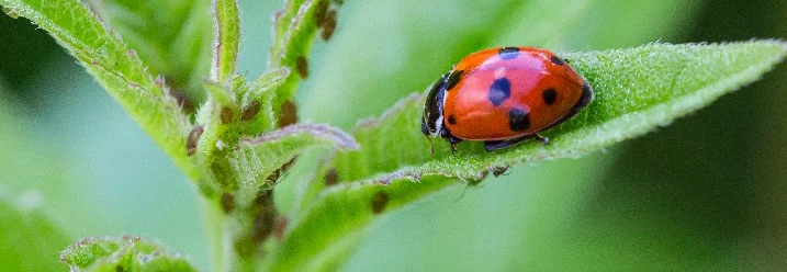 Marienkäfer auf einem Blatt