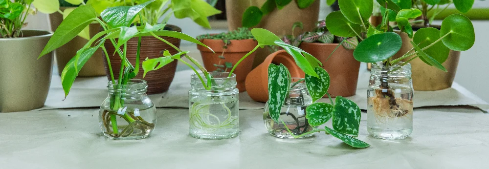 Pflanzenvermehrung in Gläsern