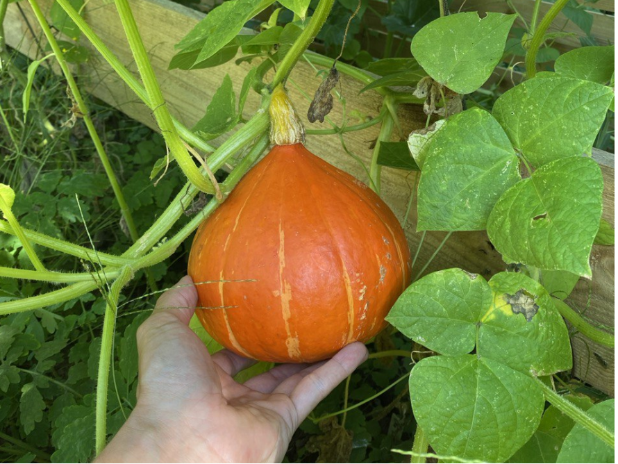 Hand hält orangen Kürbis an Pflanze