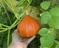 Hand hält orangen Kürbis an Pflanze