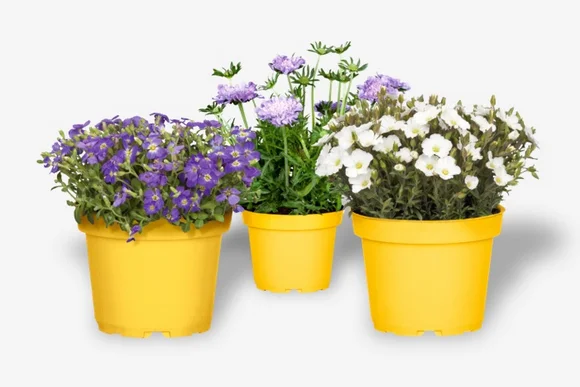 Drei Blumentöpfe mit lila und weißen Blumen