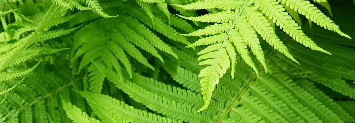 Grüne Farnblätter
